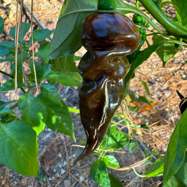Trinidad Scorpion X Congo Chocolate - Seeds - The Pepper Pantry (Formerly Marie Sharp's)